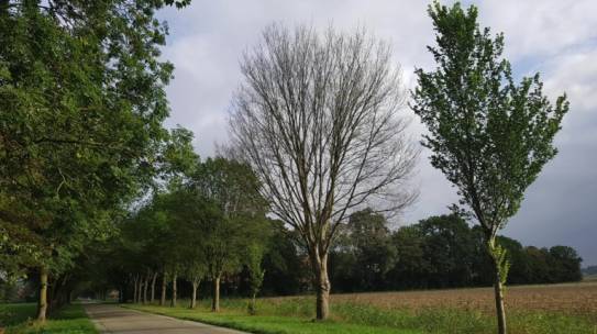 Bestrijding iepziekte Hollands Kroon (Juli 2025)